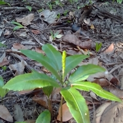 Helminthostachys zeylanica at Manoora, QLD - suppressed