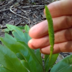 Helminthostachys zeylanica at Manoora, QLD - suppressed
