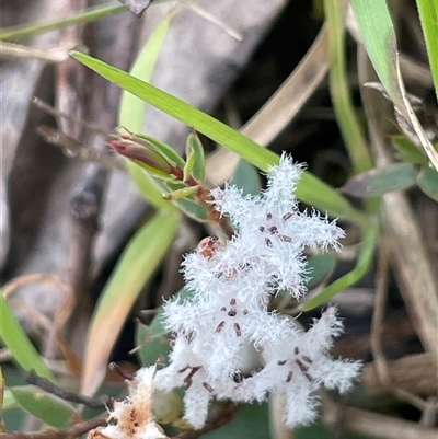 Styphelia nesophila (Sharp Beard-heath) at Mount Fairy, NSW - 30 Sep 2024 by JaneR