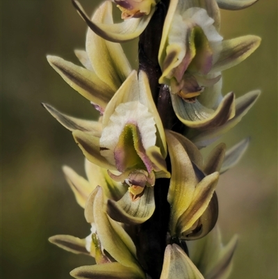 Prasophyllum elatum (Tall Leek Orchid) at Jerrawangala, NSW - 30 Sep 2024 by Csteele4