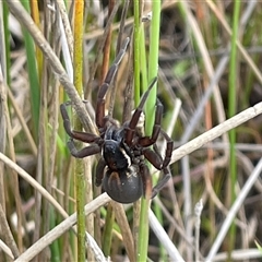 Pisauridae (family) (Water spider) at Mount Fairy, NSW - 30 Sep 2024 by JaneR