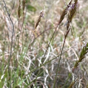 Anthoxanthum odoratum at Mount Fairy, NSW - 30 Sep 2024 12:44 PM