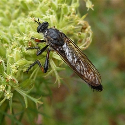 Dasypogoninae (subfamily) (Unidentified dasypogonine robber fly) at Charleys Forest, NSW - 1 Jan 2014 by arjay