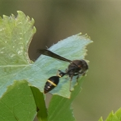 Australozethus sp. (genus) (Potter wasp) at Charleys Forest, NSW - 12 Jan 2023 by arjay