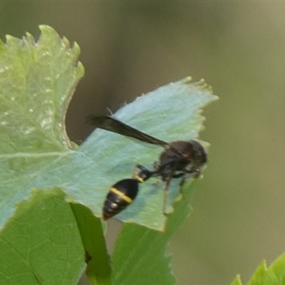 Australozethus sp. (genus) (Potter wasp) at Charleys Forest, NSW - 12 Jan 2023 by arjay