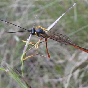 Heteropelma scaposum at Charleys Forest, NSW - 30 Nov 2022