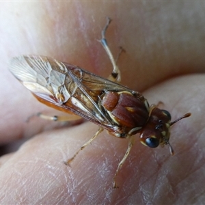 Pergagrapta sp. (genus) at Charleys Forest, NSW - 2 Nov 2022