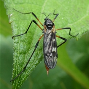 Gynoplistia sp. (genus) at Charleys Forest, NSW - 28 Feb 2022