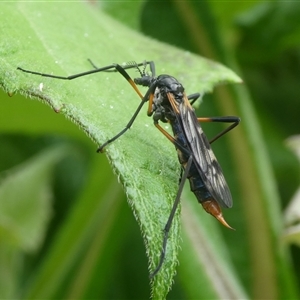 Gynoplistia sp. (genus) at Charleys Forest, NSW - 28 Feb 2022