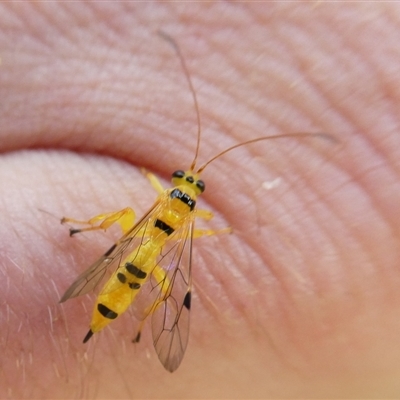 Xanthopimpla sp. (genus) (A yellow Ichneumon wasp) at Charleys Forest, NSW - 26 Jan 2022 by arjay