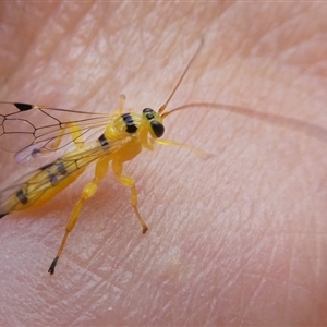 Xanthopimpla sp. (genus) at suppressed - 26 Jan 2022