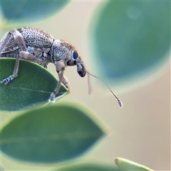 Perperus sp. (genus) (Weevil) at Surf Beach, NSW - 1 Oct 2024 by Hejor1