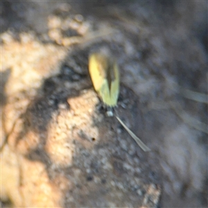 Opogona (genus) at Mogo, NSW - 1 Oct 2024 07:50 AM