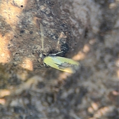 Opogona (genus) at Mogo, NSW - 1 Oct 2024 07:50 AM