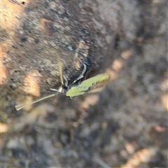 Opogona (genus) at Mogo, NSW - 1 Oct 2024 07:50 AM
