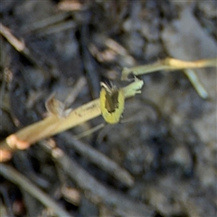 Opogona (genus) at Mogo, NSW - 1 Oct 2024 07:50 AM