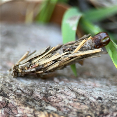 Psychidae - IMMATURE larvae (A Case moth (Psychidae)) at Surf Beach, NSW - 30 Sep 2024 by Hejor1