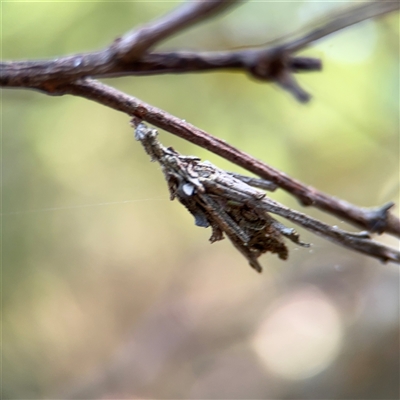 Psychidae (family) IMMATURE (Unidentified case moth or bagworm) at Surf Beach, NSW - 1 Oct 2024 by Hejor1