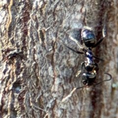 Anonychomyrma sp. (genus) (Black Cocktail Ant) at Surf Beach, NSW - 30 Sep 2024 by Hejor1