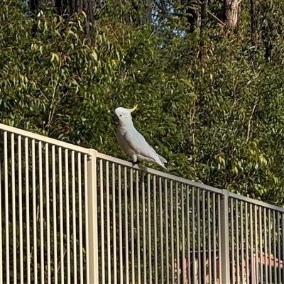 Cacatua galerita (Sulphur-crested Cockatoo) at Surf Beach, NSW - 1 Oct 2024 by Hejor1