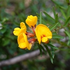 Unverified Pea at Robertson, NSW - 25 Sep 2024 by RobG1