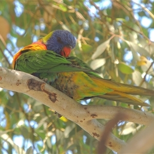 Trichoglossus moluccanus at Conder, ACT - 3 Mar 2024