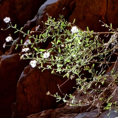 Brachyscome ciliaris var. ciliaris (Bushy Cut-leaf Daisy) at Hugh, NT - 25 Aug 2024 by Paul4K