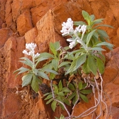 Cremnothamnus thomsonii (Edelweiss Everlasting) at Hugh, NT - 25 Aug 2024 by Paul4K