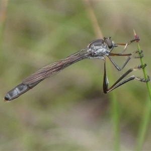 Leptogaster sp. (genus) at Charleys Forest, NSW - 4 Dec 2021