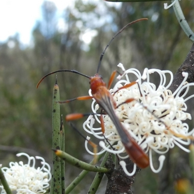 Macrones besti (Longhorn beetle) at Charleys Forest, NSW - 2 Dec 2021 by arjay