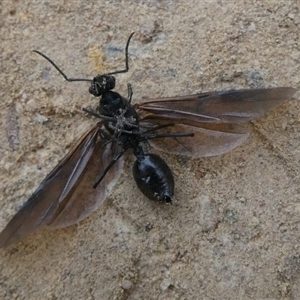 Formicidae (family) at Charleys Forest, NSW - suppressed