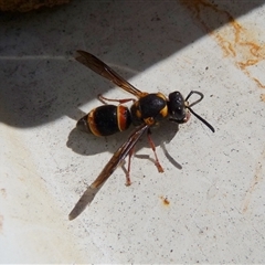 Paralastor sp. (genus) (Potter Wasp) at Charleys Forest, NSW - 12 Apr 2009 by arjay