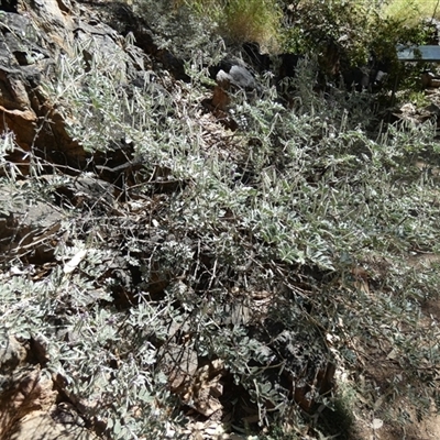 Unverified Pea at Hugh, NT - 25 Aug 2024 by Paul4K