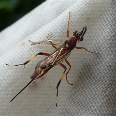 Gotra sp. (genus) (Unidentified Gotra ichneumon wasp) at Charleys Forest, NSW - 22 Mar 2021 by arjay