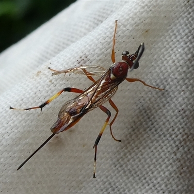 Gotra sp. (genus) (Unidentified Gotra ichneumon wasp) at Charleys Forest, NSW - 22 Mar 2021 by arjay