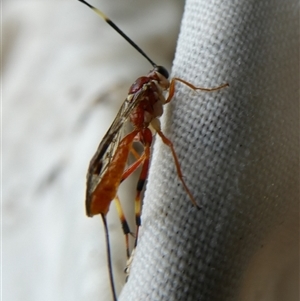 Gotra sp. (genus) at Charleys Forest, NSW - 22 Mar 2021