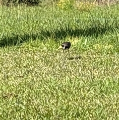 Vanellus miles (Masked Lapwing) at Lorne, NSW - 1 Oct 2024 by Butlinz