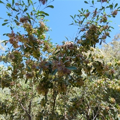 Dodonaea viscosa subsp. mucronata (Hill Sticky Hopbush) at Hugh, NT - 25 Aug 2024 by Paul4K