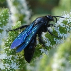 Austroscolia soror (Blue Flower Wasp) at Charleys Forest, NSW - 2 Mar 2021 by arjay