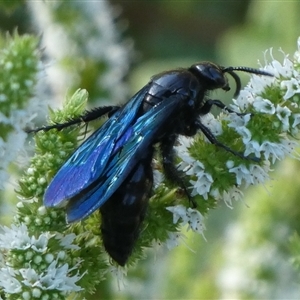 Austroscolia soror at Charleys Forest, NSW - 2 Mar 2021