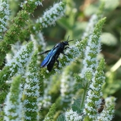 Austroscolia soror at Charleys Forest, NSW - 2 Mar 2021