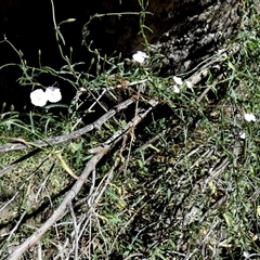 Convolvulus remotus (Grassy Bindweed) at Namatjira, NT - 25 Aug 2024 by Paul4K