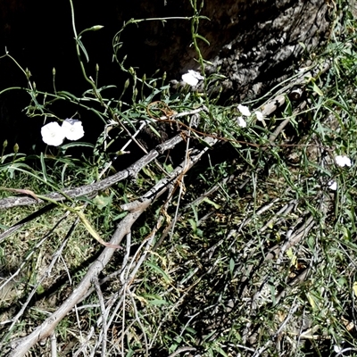 Convolvulus remotus (Grassy Bindweed) at Namatjira, NT - 25 Aug 2024 by Paul4K