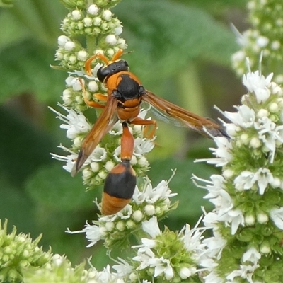 Delta bicinctum (Potter wasp) at Charleys Forest, NSW - 14 Feb 2021 by arjay