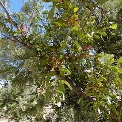 Lysiana subfalcata at Namatjira, NT - 25 Aug 2024 01:51 PM