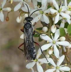 Unidentified Insect at Charleys Forest, NSW - 8 Feb 2021 by arjay