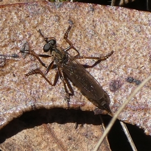 Cerdistus sp. (genus) at Charleys Forest, NSW - suppressed