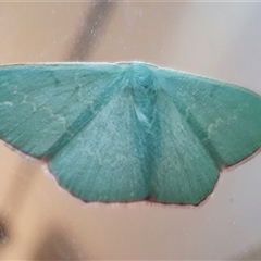 Prasinocyma semicrocea (Common Gum Emerald moth) at Penrose, NSW - 30 Sep 2024 by Aussiegall