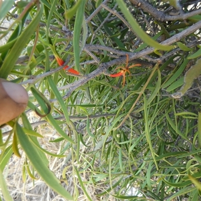 Lysiana exocarpi subsp. exocarpi (Harlequin Mistletoe) at Mount Zeil, NT - 25 Aug 2024 by Paul4K