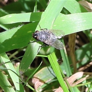 Muscoidea (super family) at Lyons, ACT - 1 Oct 2024